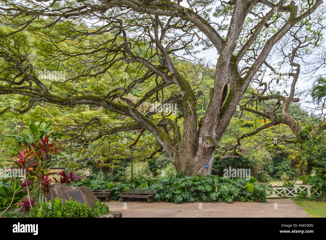 Waimea Valley trees Oahu Hawaii Stock Photo Alamy