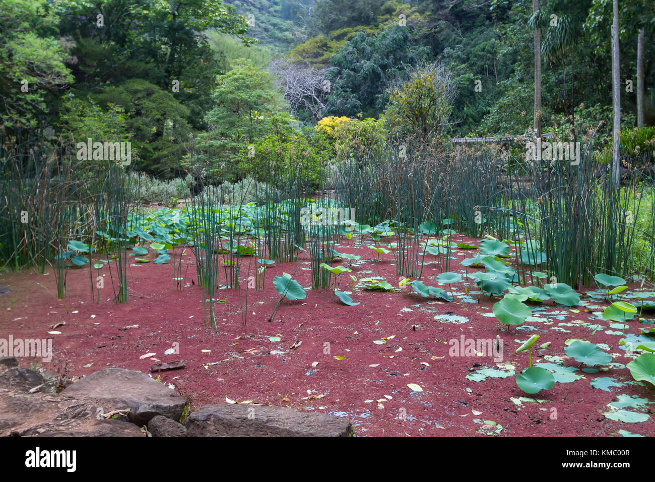 Waimea Valley pond with water lily's Oahu Hawaii Stock Photo Alamy