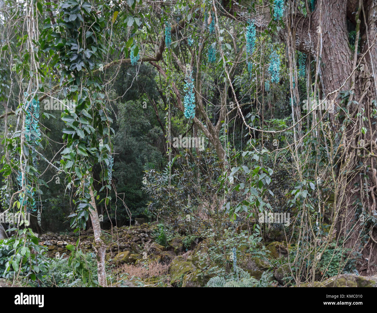 Waimea Valley Oahu Hawaii Jade vine flowers hanging in the jungle Stock