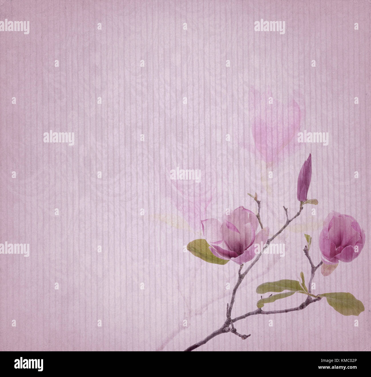 Pink magnolia flowers on old paper background Stock Photo - Alamy
