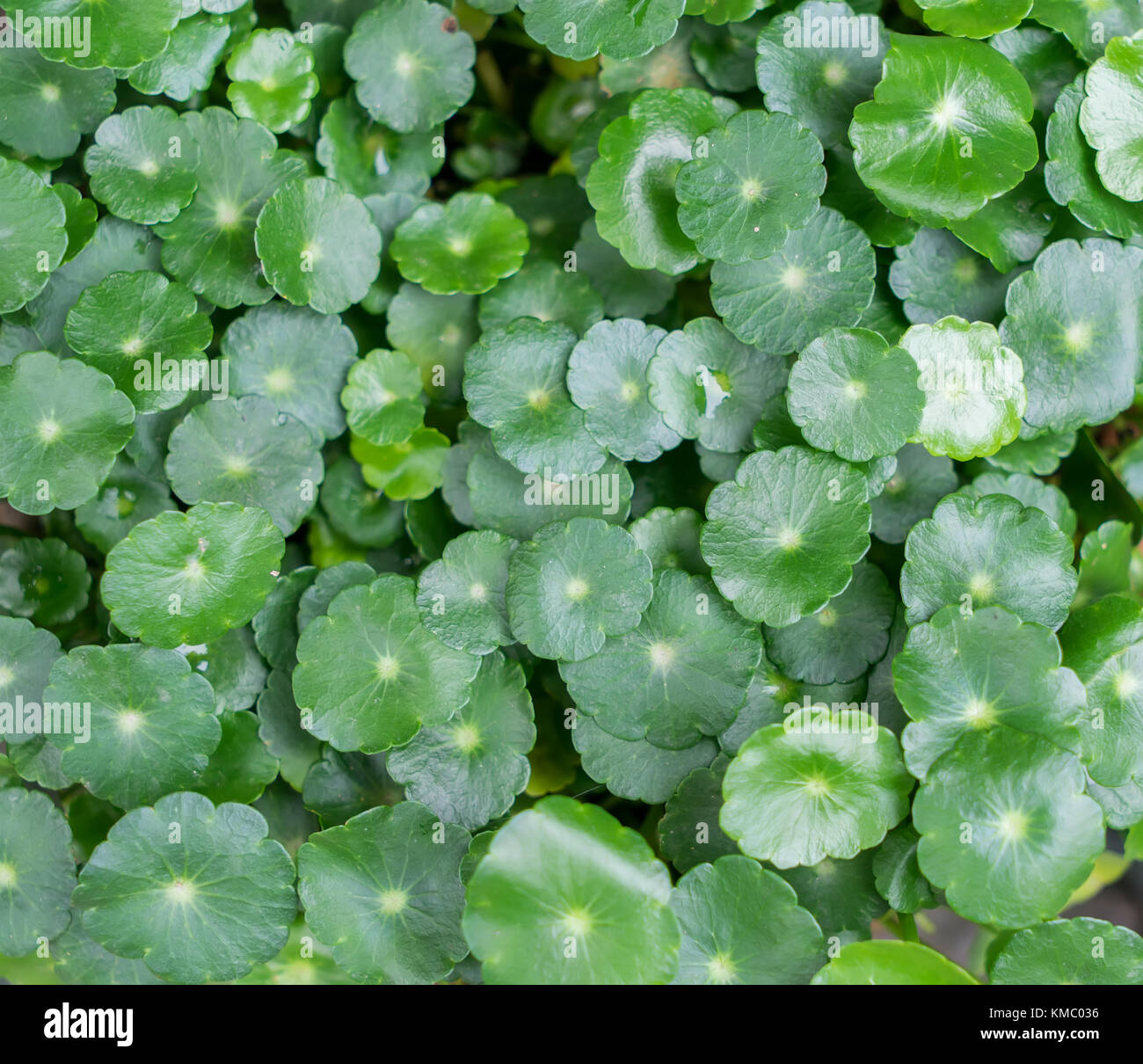 Largeleaf Pennywort (Hydrocotyle bonariensis) Stock Photo