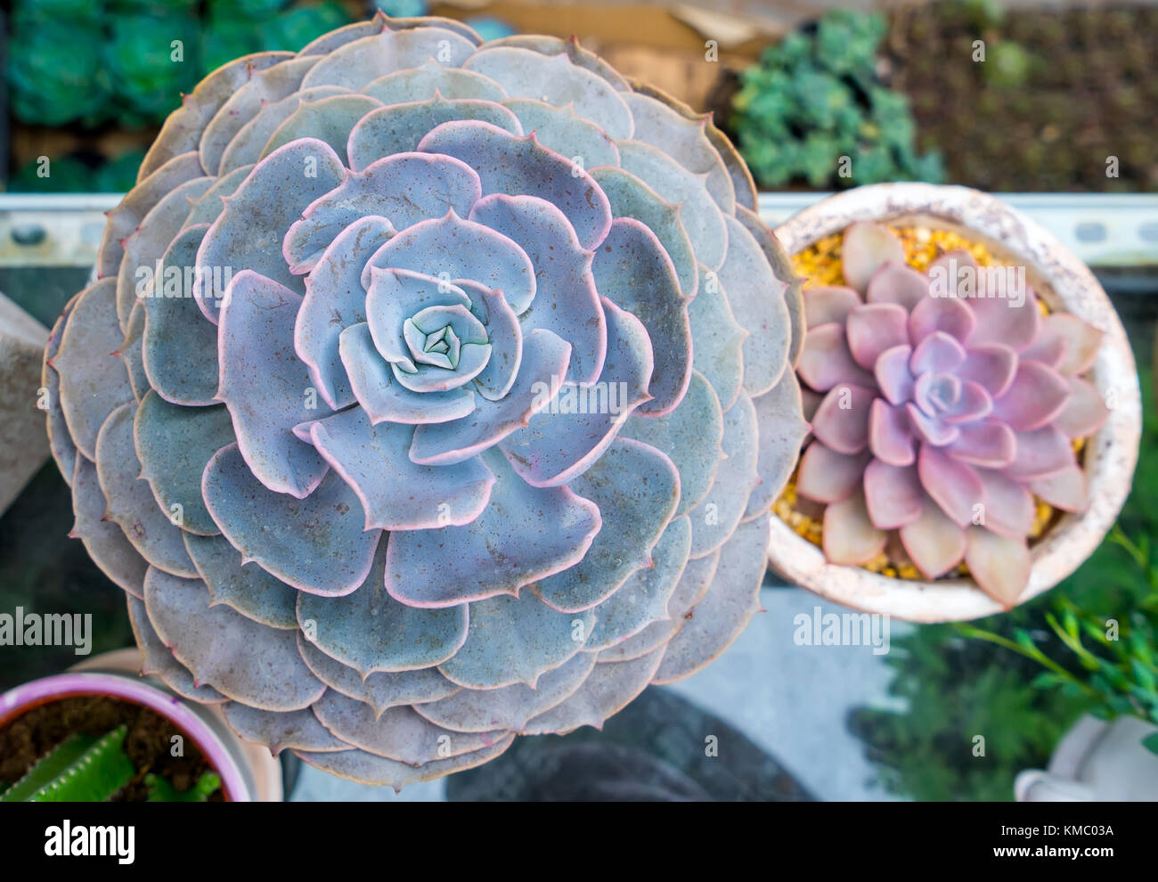 Rectangular arrangement of succulents; cactus succulents in a planter ...