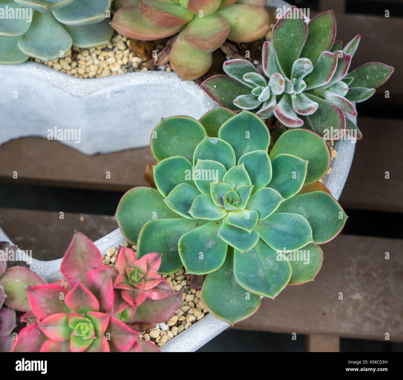 Rectangular arrangement of succulents; cactus succulents in a planter ...