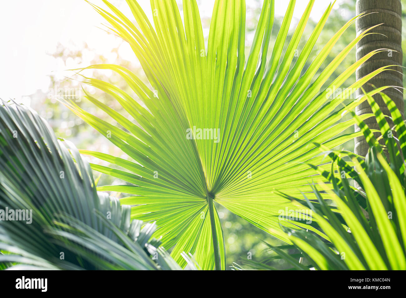 Borassus flabellifer,Sugar palm, Cambodian palm isolated on white background Stock Photo