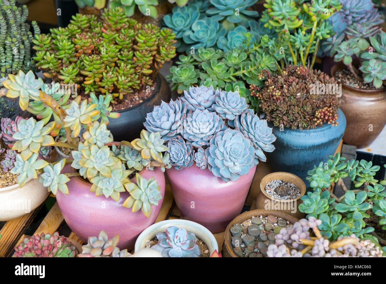 Rectangular arrangement of succulents; cactus succulents in a planter ...