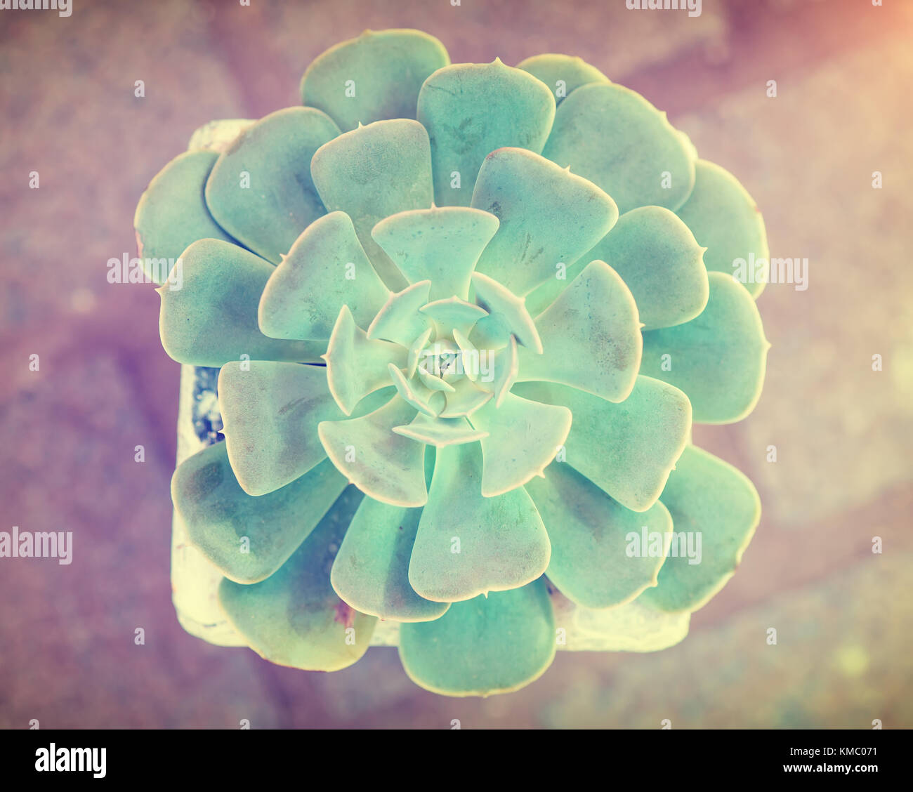 Rectangular arrangement of succulents; cactus succulents in a planter ...