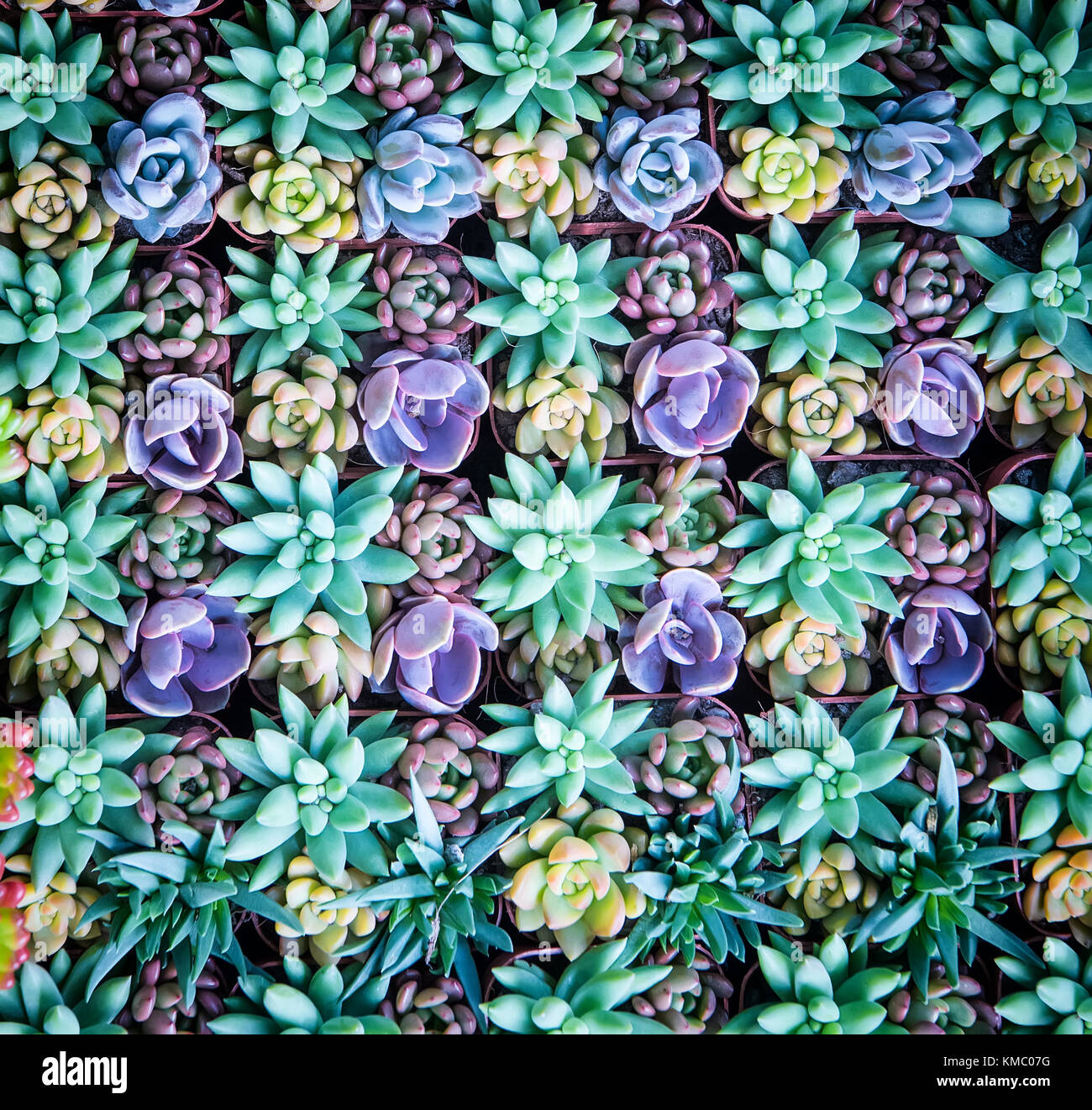 Rectangular arrangement of succulents; cactus succulents in a planter ...