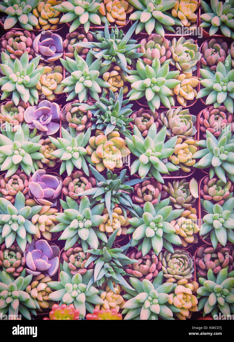 Rectangular arrangement of succulents; cactus succulents in a planter ...