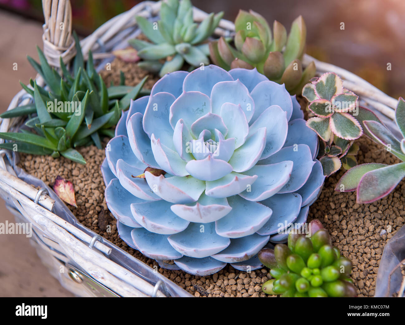 Rectangular arrangement of succulents; cactus succulents in a planter ...