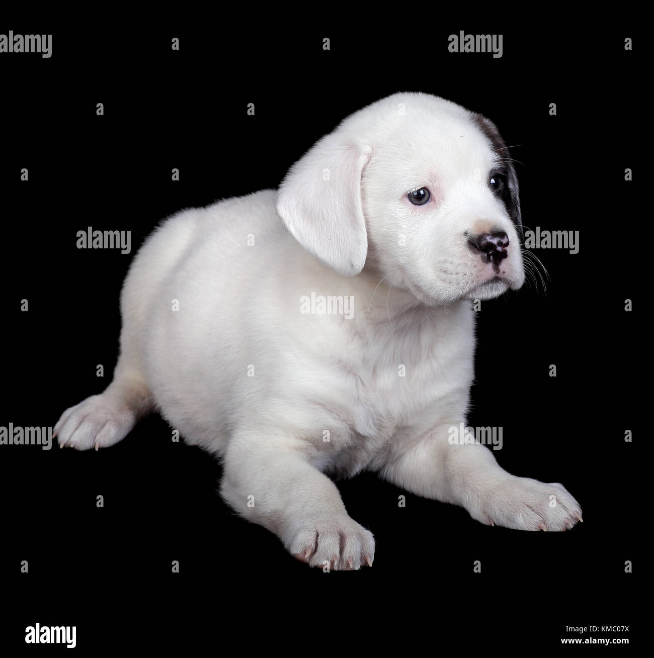 Bulldog Lab Mix labrador and bulldog puppy on a black background Stock Photo - Alamy