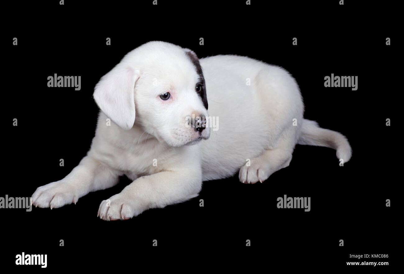 Brindle labrador hi-res stock photography and images - Alamy, image size:1300x882