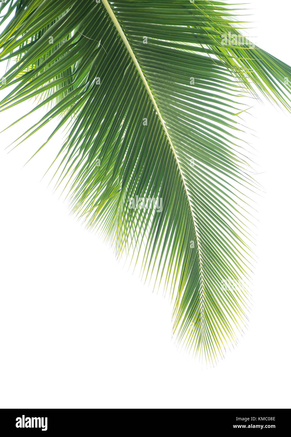 Palm Tree Isolated On White Background Stock Photo - Alamy