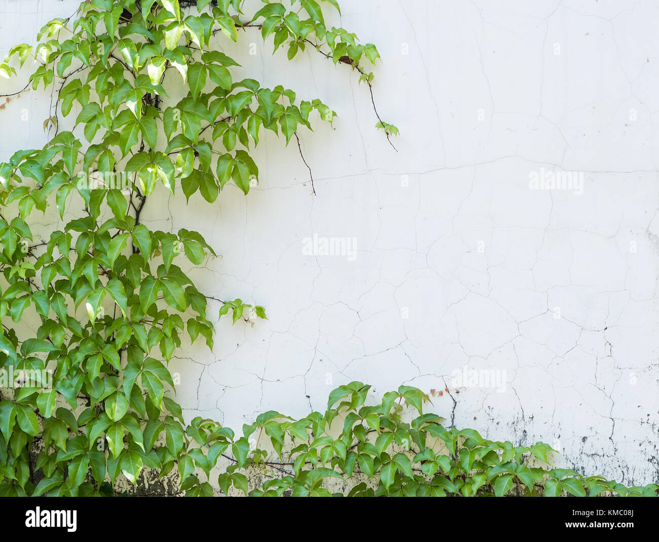 ivy leaves isolated on a white background Stock Photo - Alamy