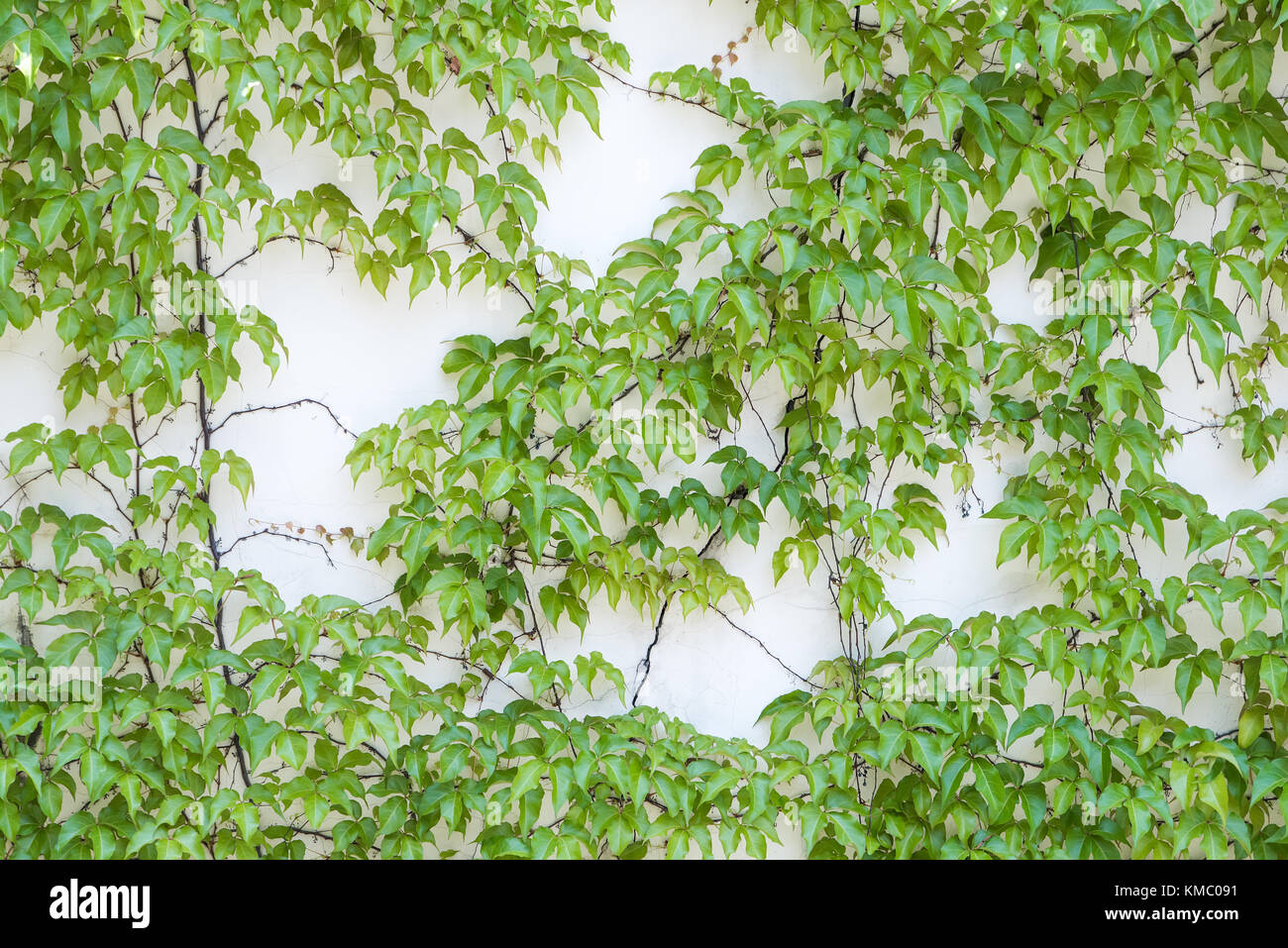 ivy leaves isolated on a white background Stock Photo - Alamy