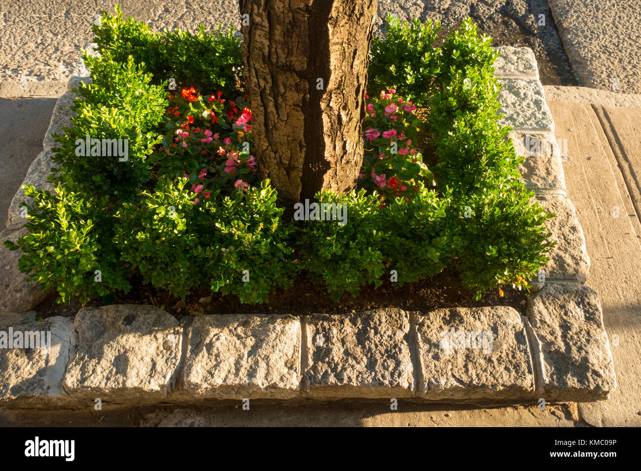 tree planting Brooklyn NYC Stock Photo Alamy