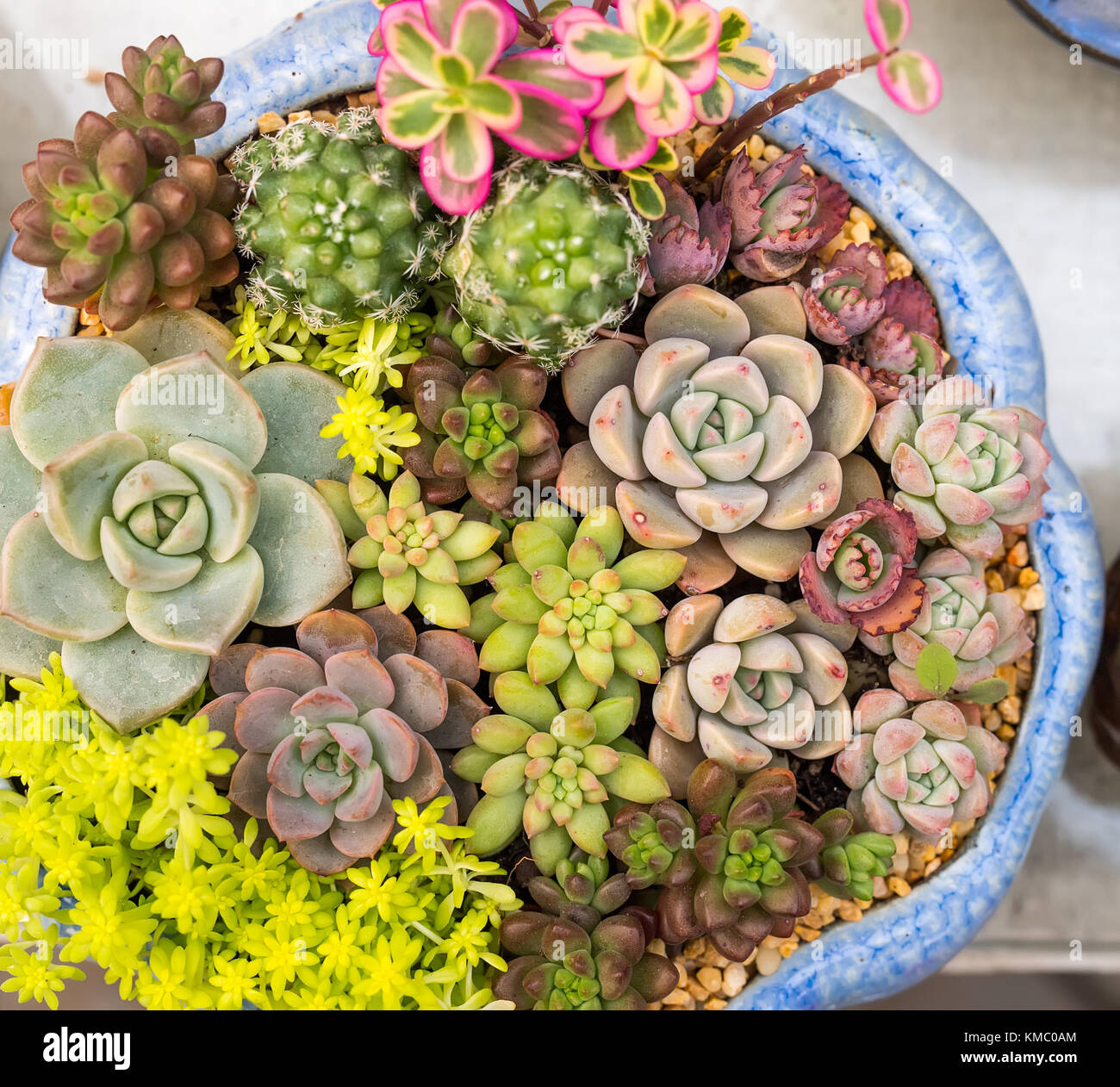 Rectangular arrangement of succulents; cactus succulents in a planter ...