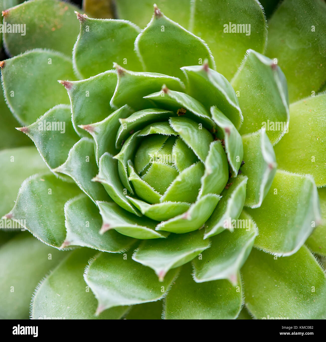 Rectangular arrangement of succulents; cactus succulents in a planter ...