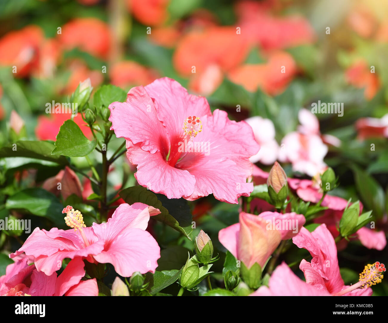 Closeup of Chinese Hibisci Rosae-Sinensis flower Stock Photo