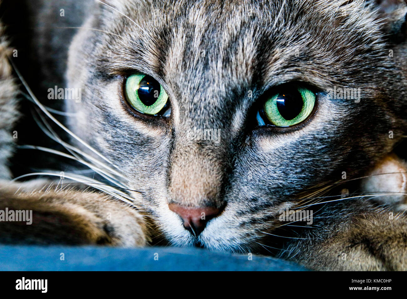 Gray tabby cat, closeup of face Stock Photo - Alamy
