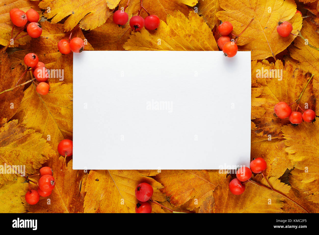 Blank greeting card on hawthorn autumn leaves and berries Stock Photo ...