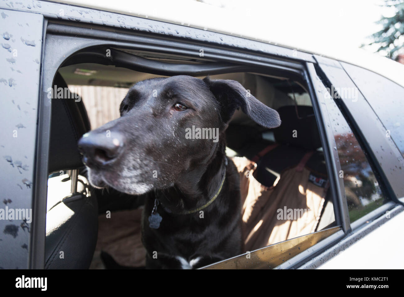 Black dog sitting calmly after destroying vehicle interior. Stock Photo