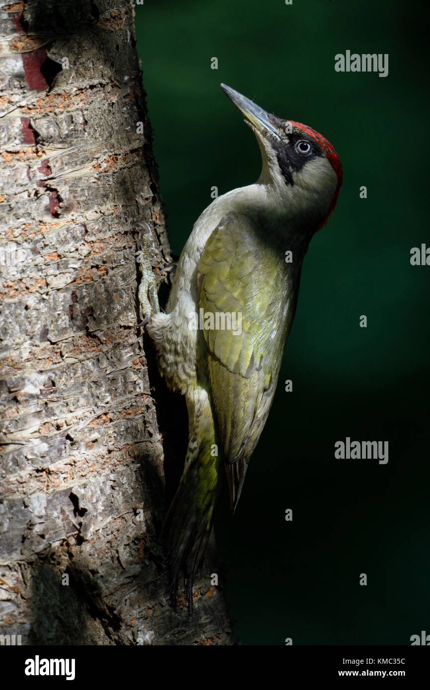 Green Woodpecker / Grünspecht ( Picus viridis ), perched on a tree trunk, in typical pose, Europe. Stock Photo