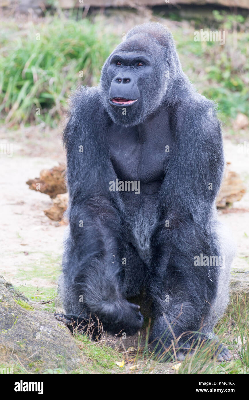 Male silverback Western Downland Gorillas at Bristol Zoo, England, UK Stock Photo