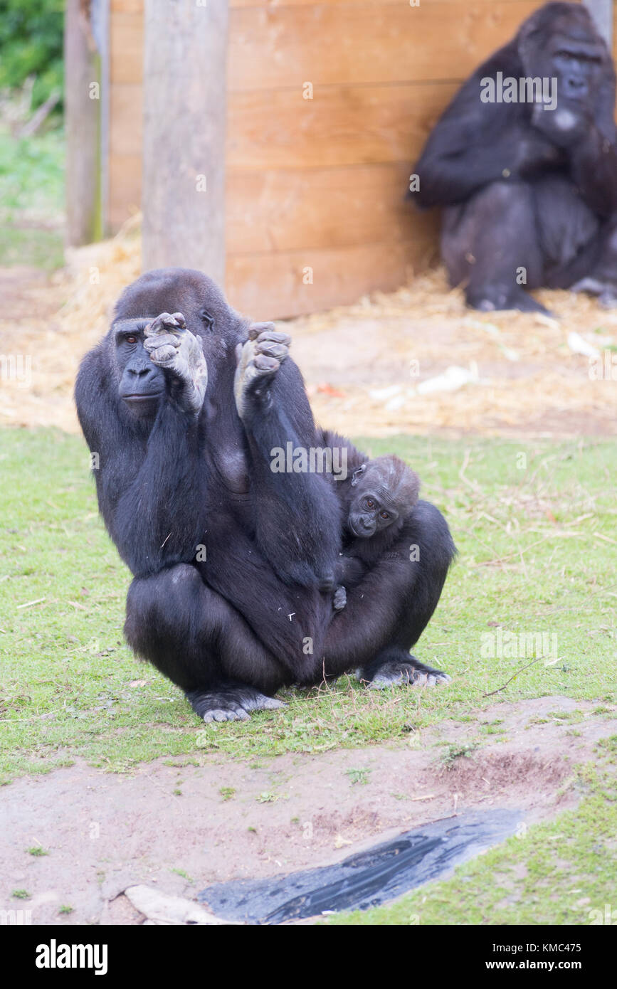 Female and baby Western Downland Gorillas at Bristol Zoo, England, UK Stock Photo
