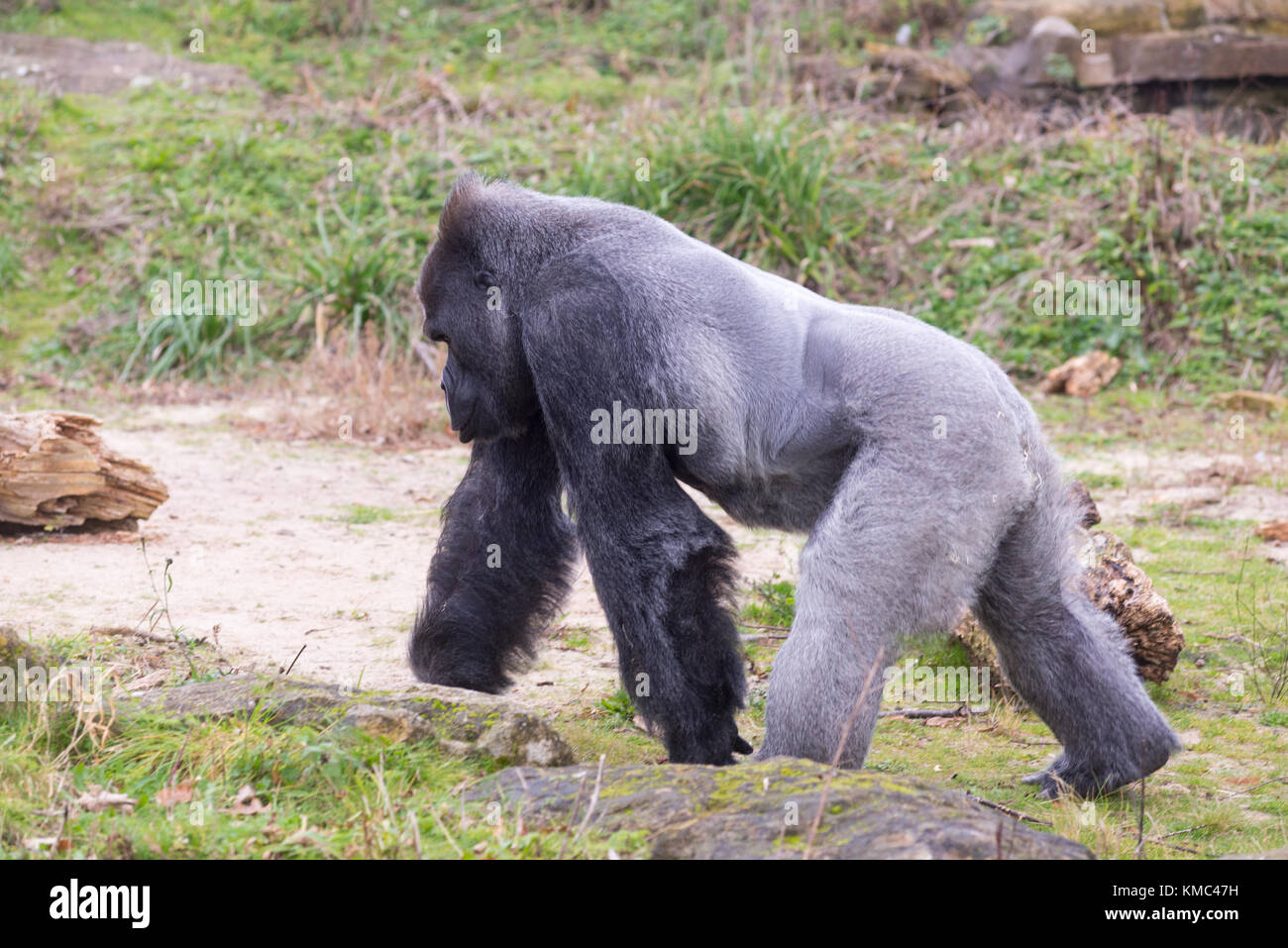 Male silverback Western Downland Gorillas at Bristol Zoo, England, UK Stock Photo