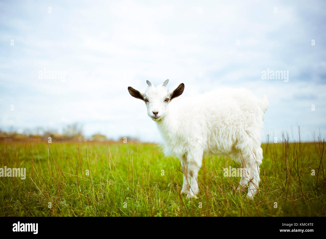 A young goat grazes in a meadow and smiling. He looks into the camera ...