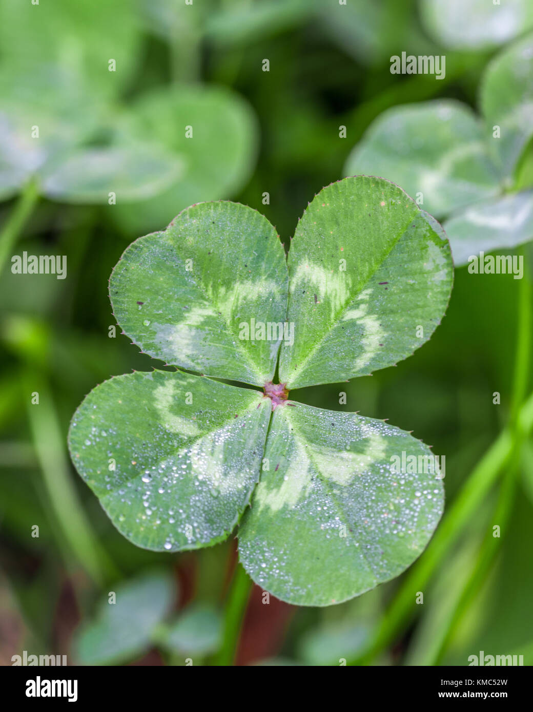 Green 4 leaf clover hi-res stock photography and images - Alamy