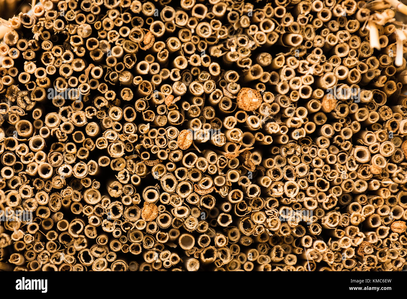 Reed background. Pattern of reed or straw Stock Photo