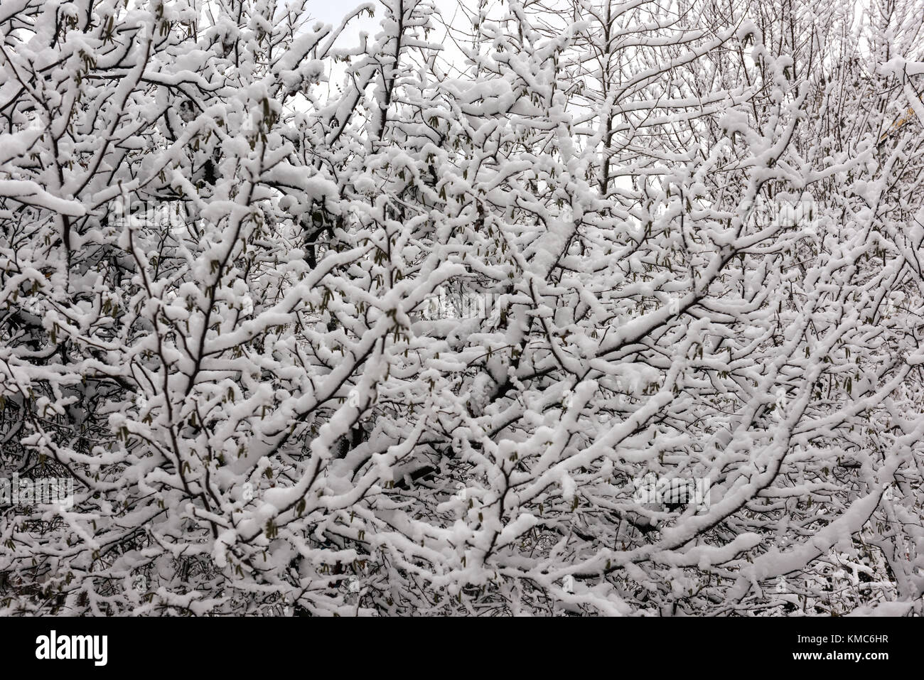 Winter patterns on trees, snow covered trees Stock Photo - Alamy