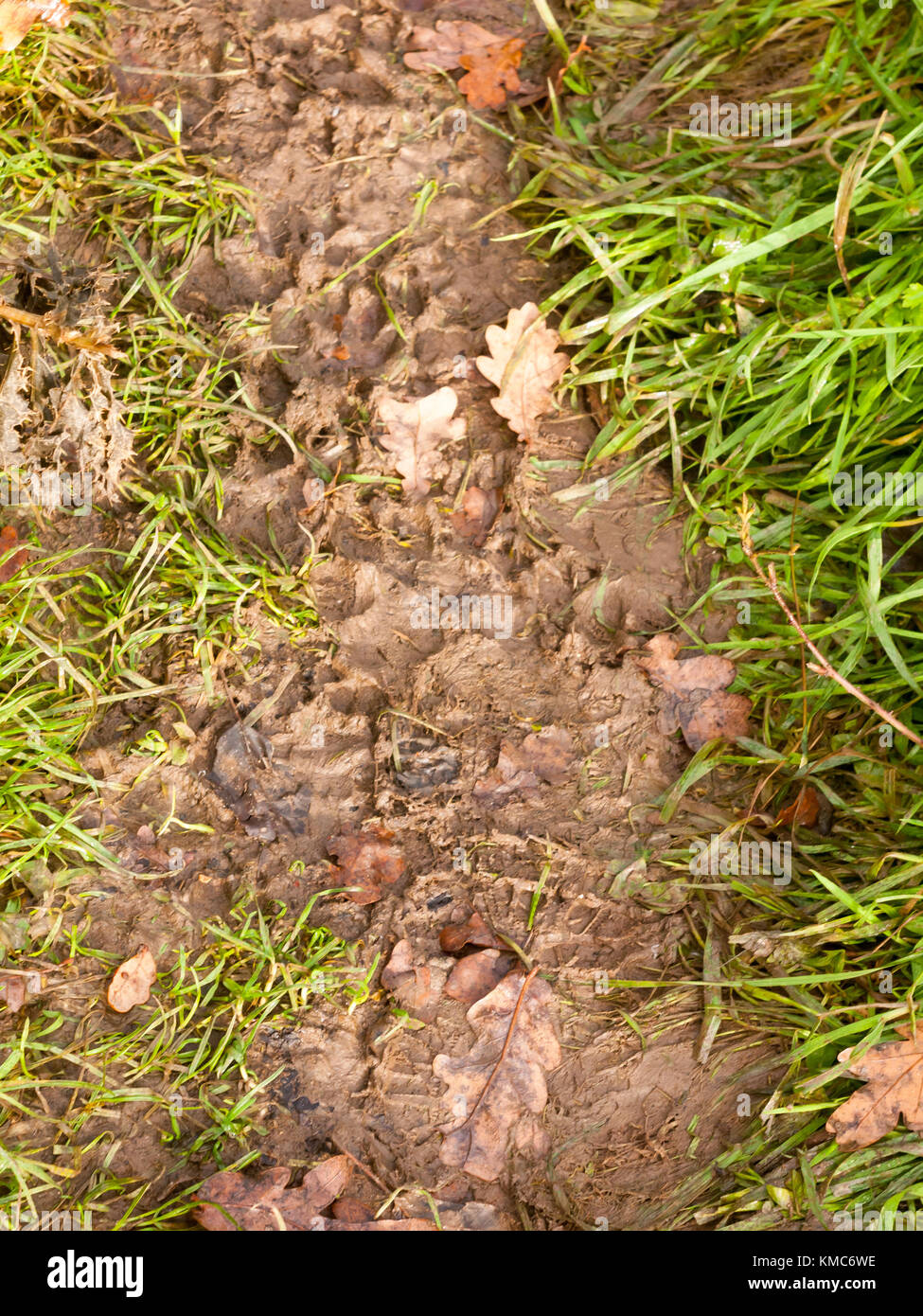Hole with Muddy Water and Mud and Grass Stock Image - Image of grass,  nature: 175841205
