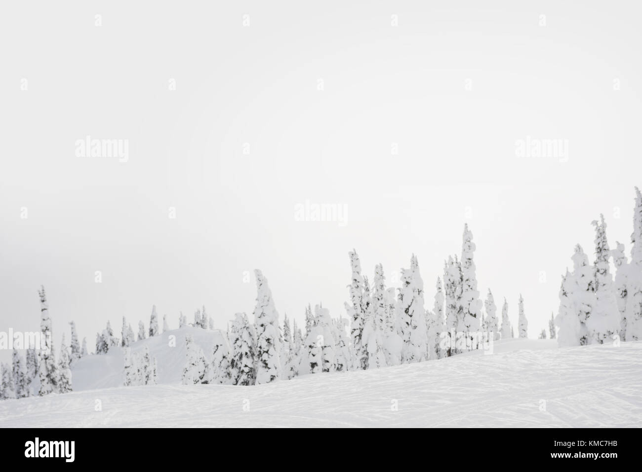Beautiful winter landscape with snow covered trees Stock Photo