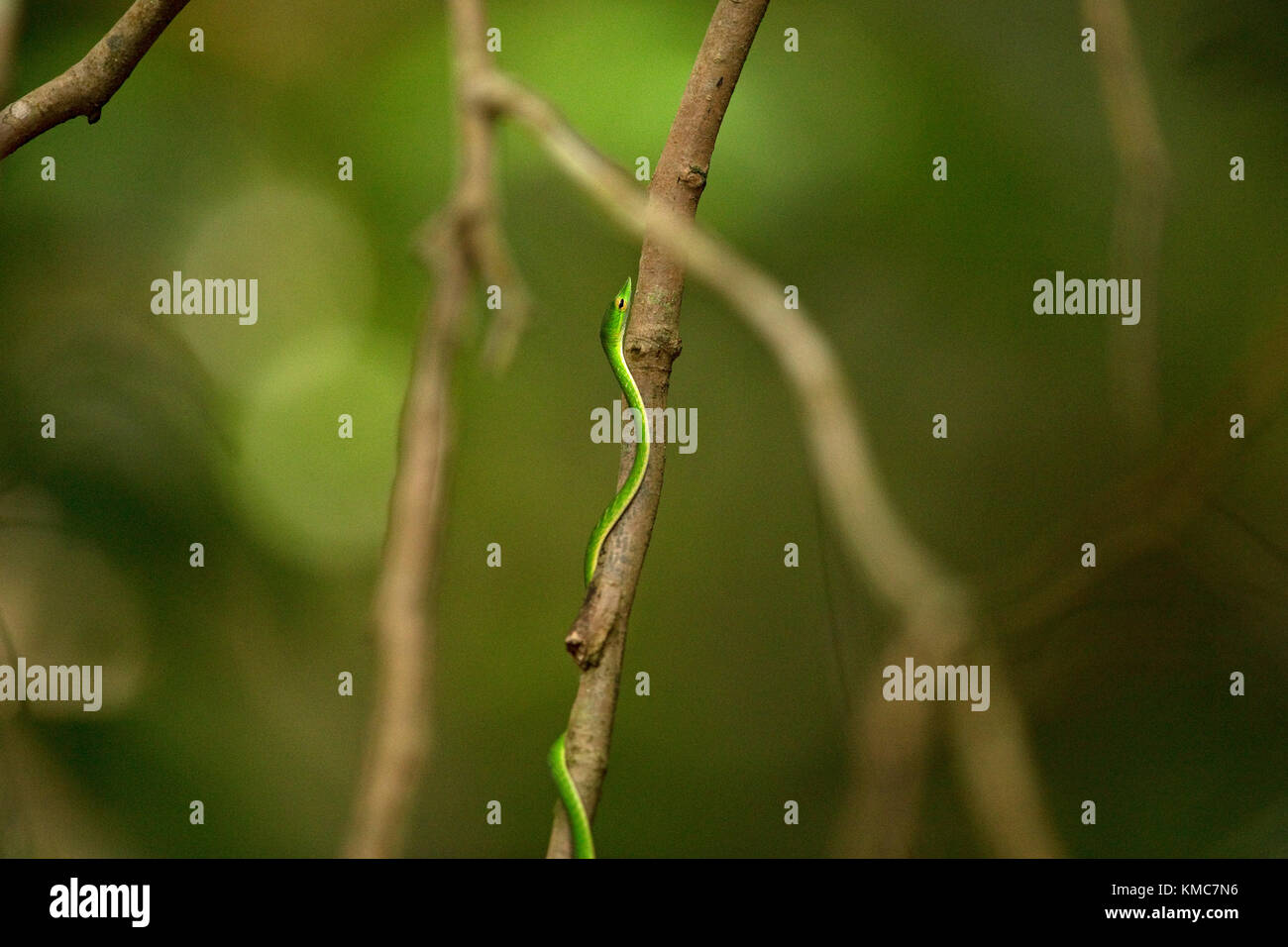 Green Vine Snake (Ahaetulla nasuta) Stock Photo