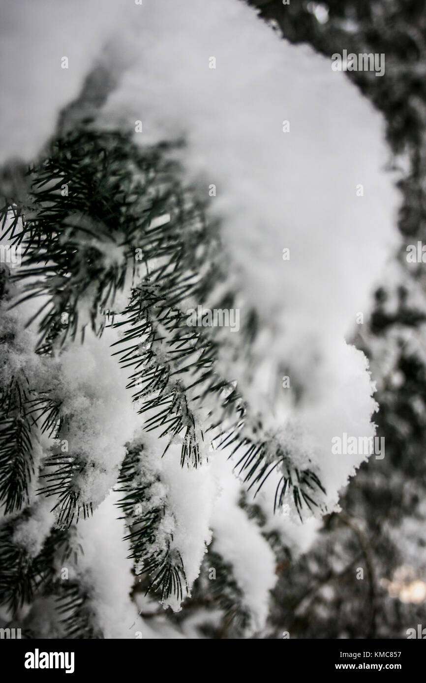 fir in winter Stock Photo