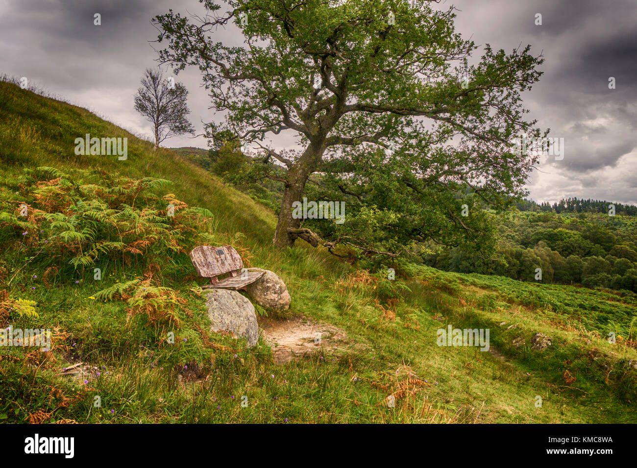 An Oak Tree and a bench on the lower slopes of Ben Lomond on the Ardess Hidden History Trail, near Rowardennan, Scotland Stock Photo