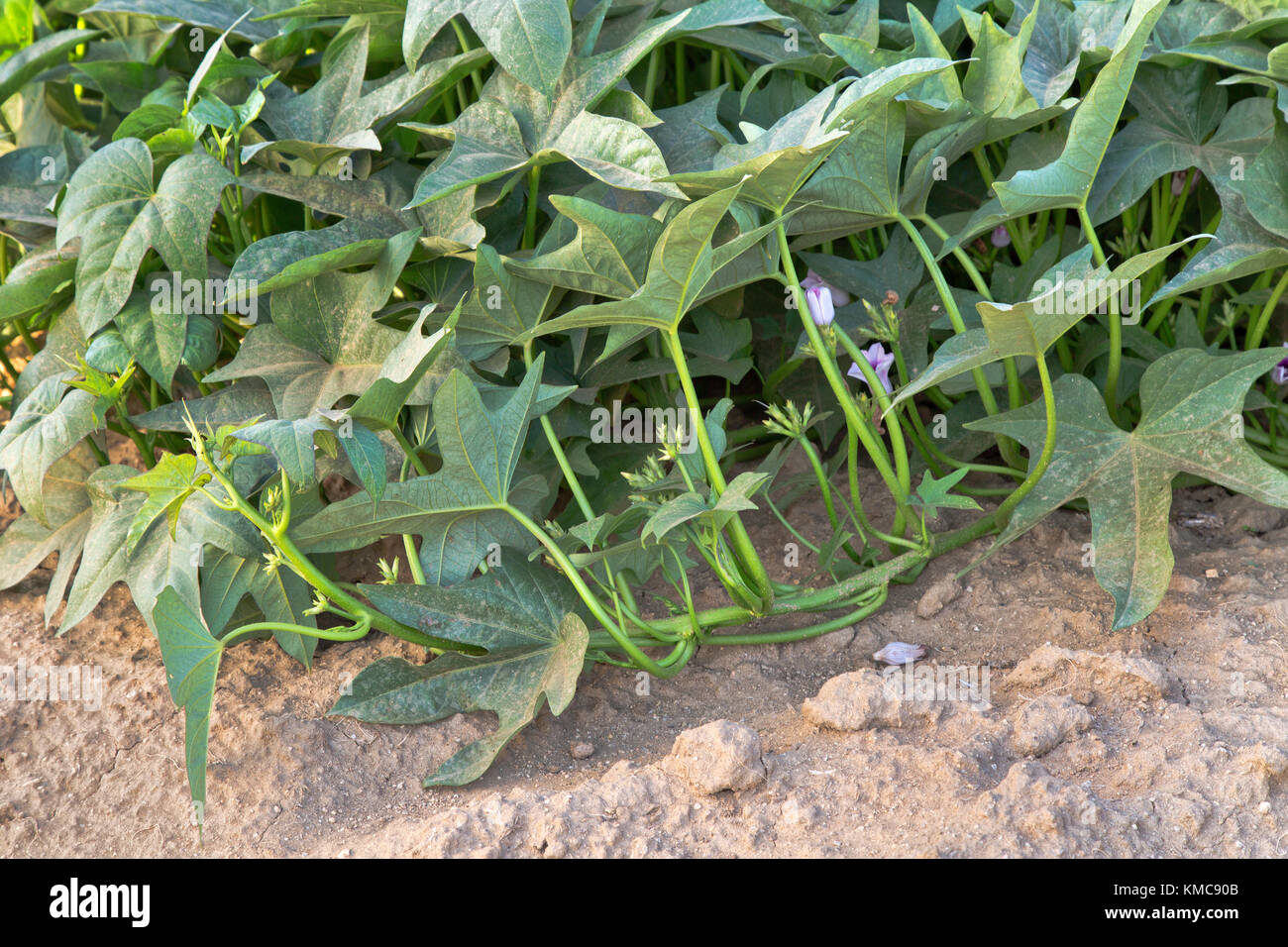 Kamote foliage, flowering plant, cultivar of Sweet Potato 'Ipomoea balatas'. Stock Photo