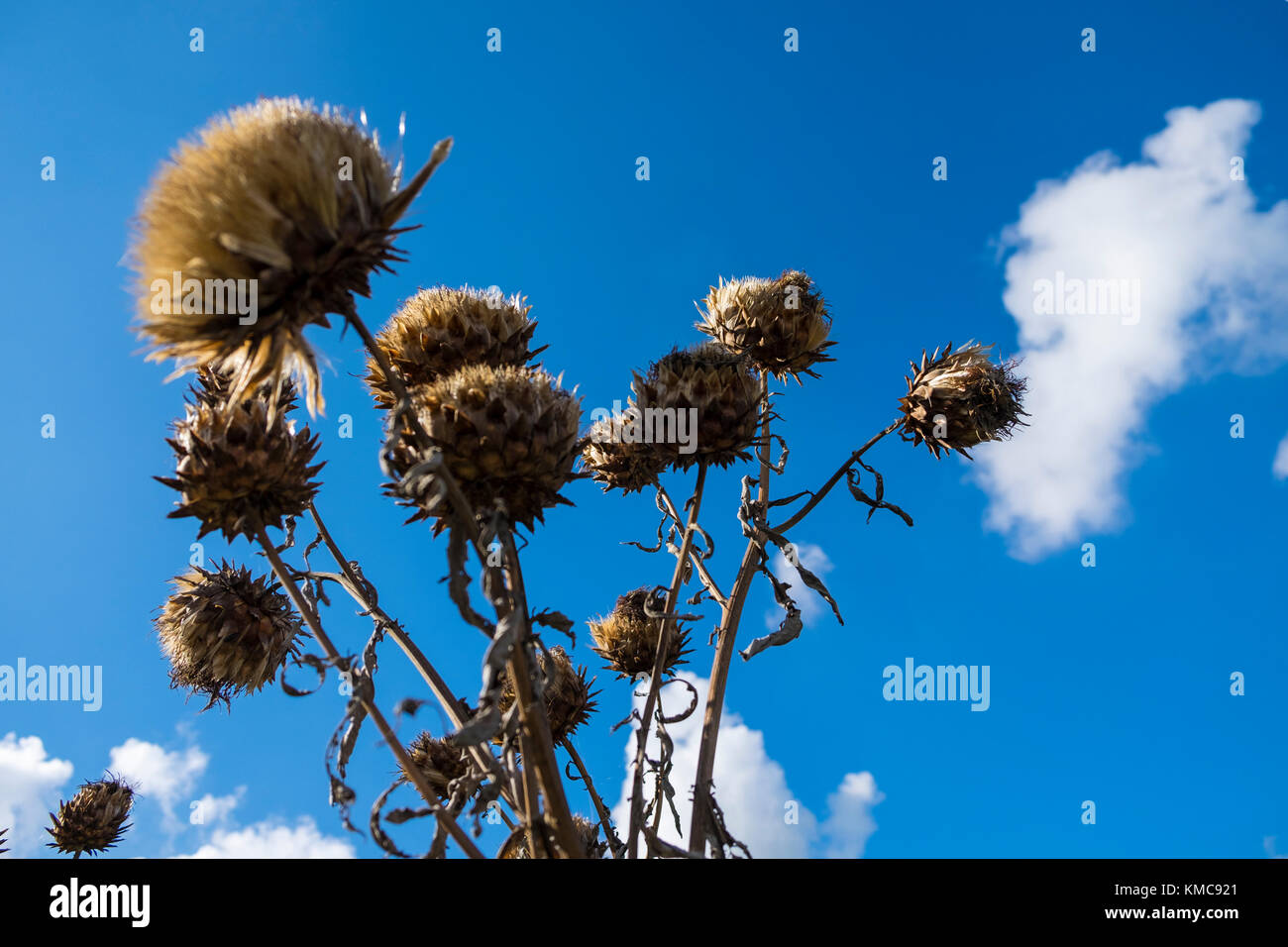 Dried flower blue sky background Stock Photo - Alamy