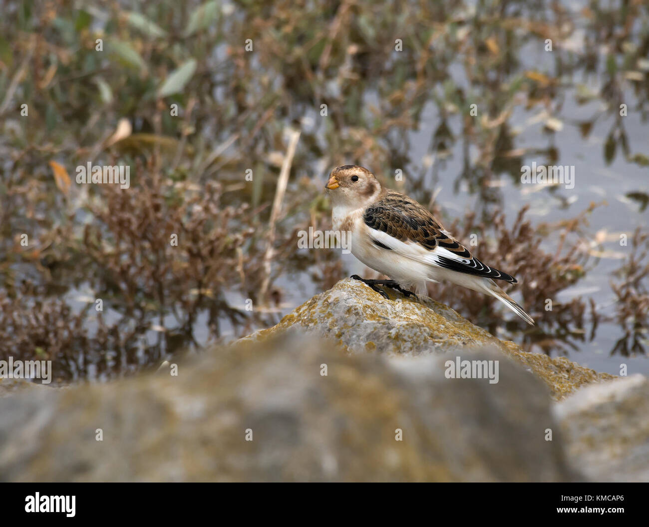 Male Snow Bunting, Plectrophenax nivalis, perched on rock on edge of salt marsh  at sea shore in Morecambe Bay, UK Stock Photo