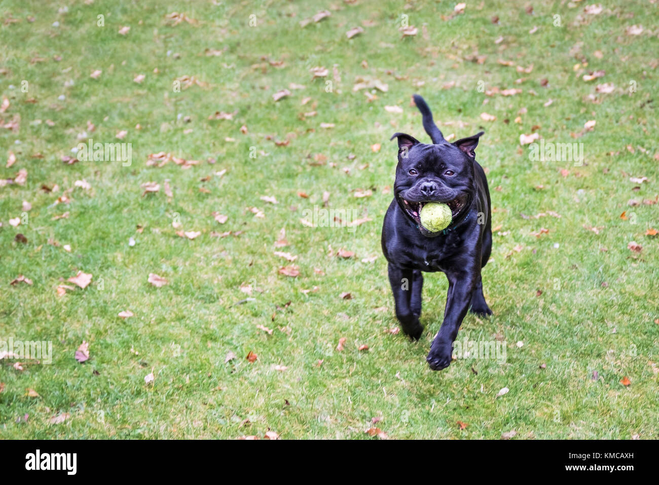 Happy, fit Staffordshire bull terrier dog running on grass towards the camera, he has a black shinny coat and a tennis ball in his mouth. There is cop Stock Photo