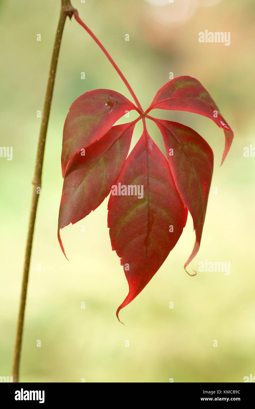 Beautiful autumn colour of Parthenocissus quinquefolia Stock Photo