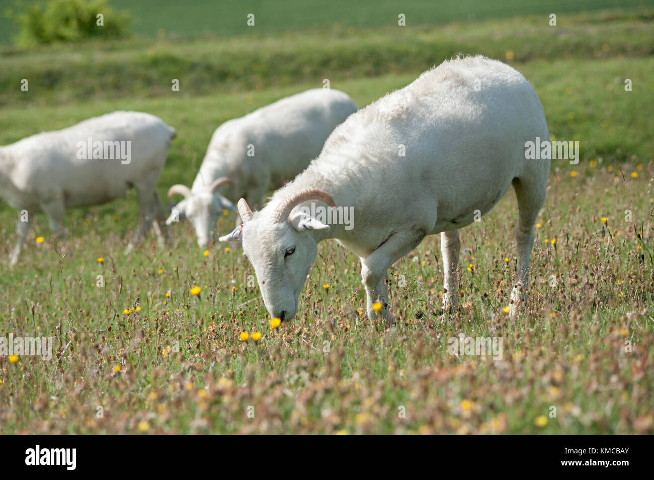 Wiltshire horn sheep grazing on chalk downland, Wiltshire UK Stock Photo