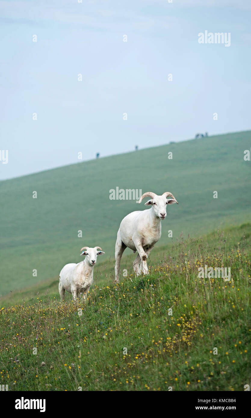 Wiltshire horn sheep grazing on chalk downland, Wiltshire UK Stock Photo