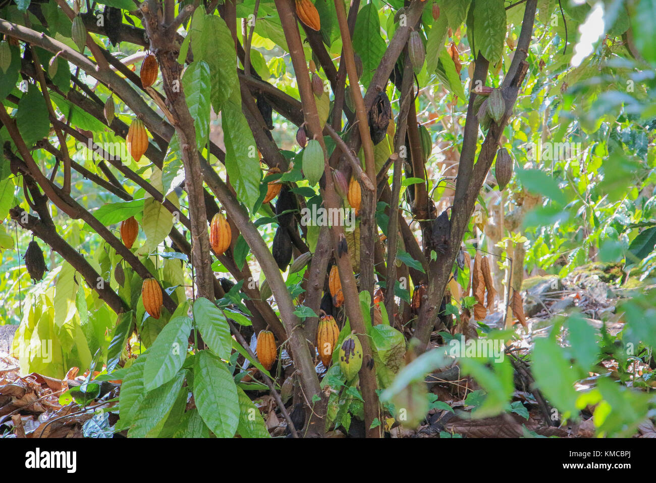 cacao tree in hawaii Stock Photo Alamy