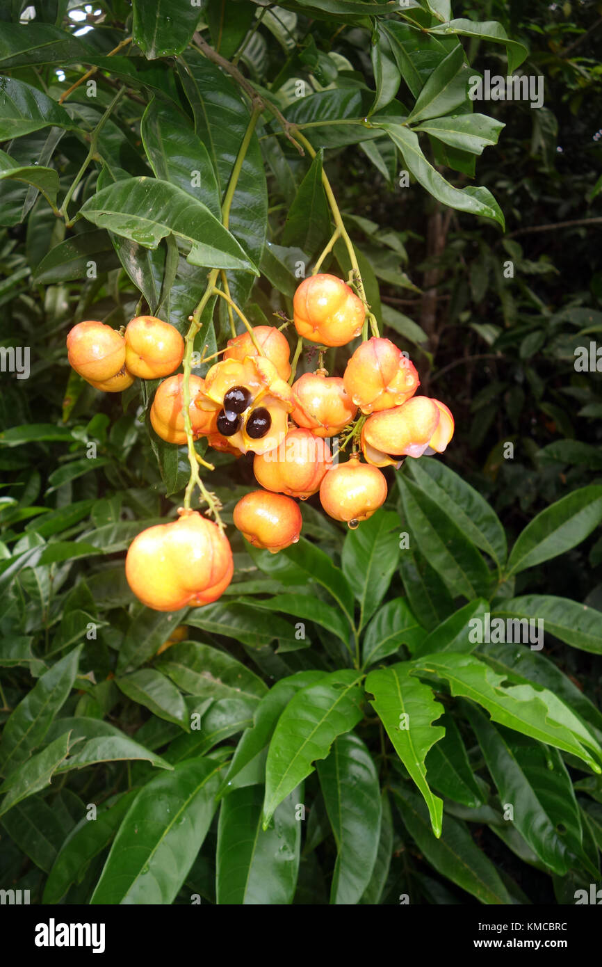 Australian fruits hires stock photography and images Alamy