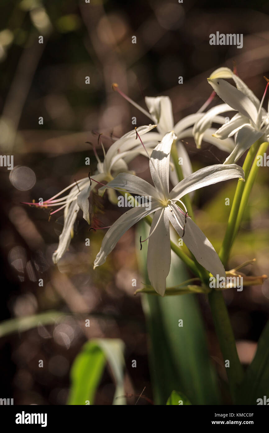 White Swamp lily flower Crinum americanum blooms in the Corkscrew Swamp Sanctuary in Naples, Florida Stock Photo