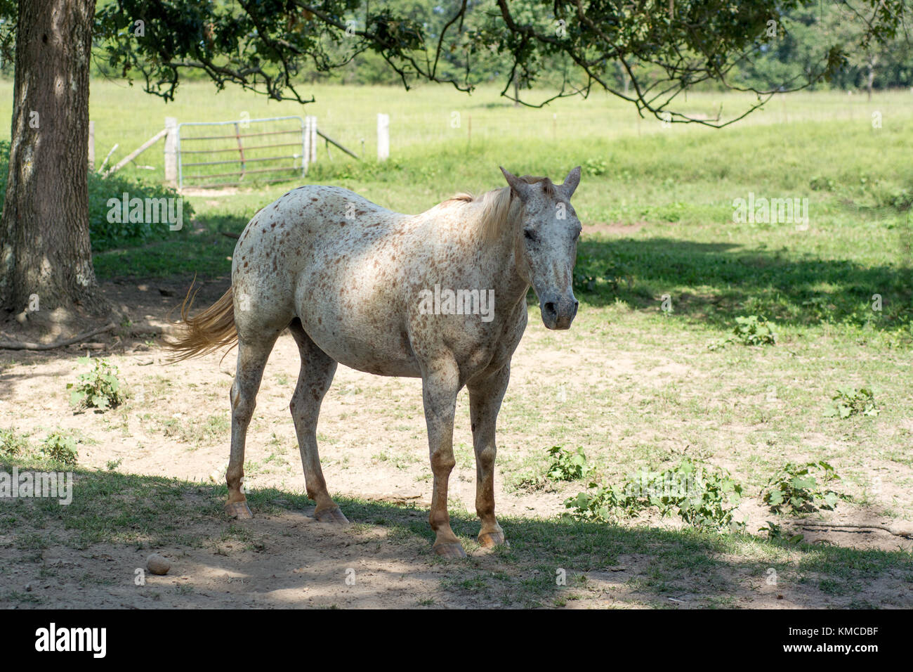 Horse (POA) Standing In the Shade in Grassy Paddock Stock Photo