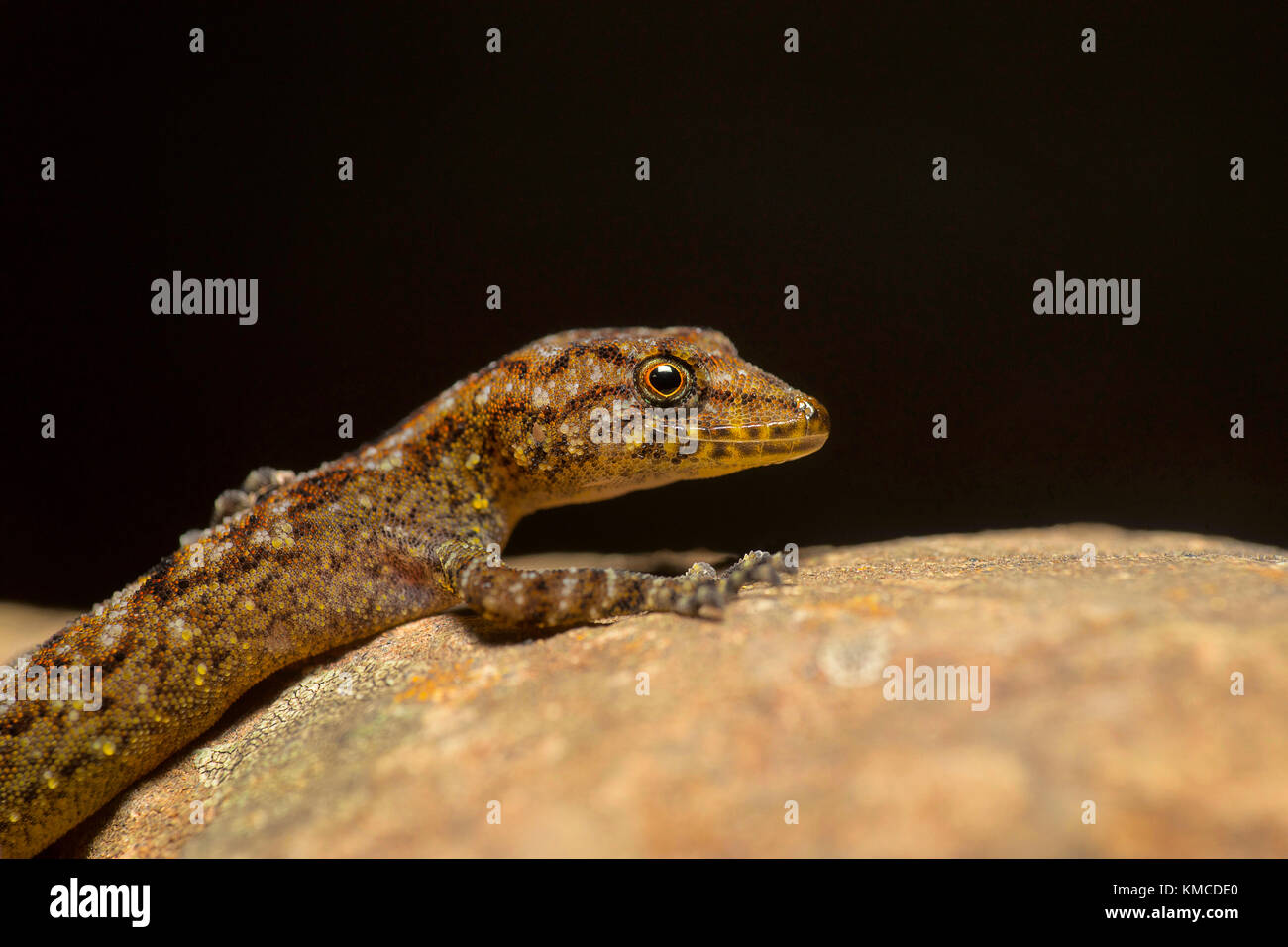 Giri's Day Gecko, Cnemaspis girii, Kaas, Maharashtra, India. Named in honour of Dr. Varad Giri of Bombay Natural History Society Stock Photo